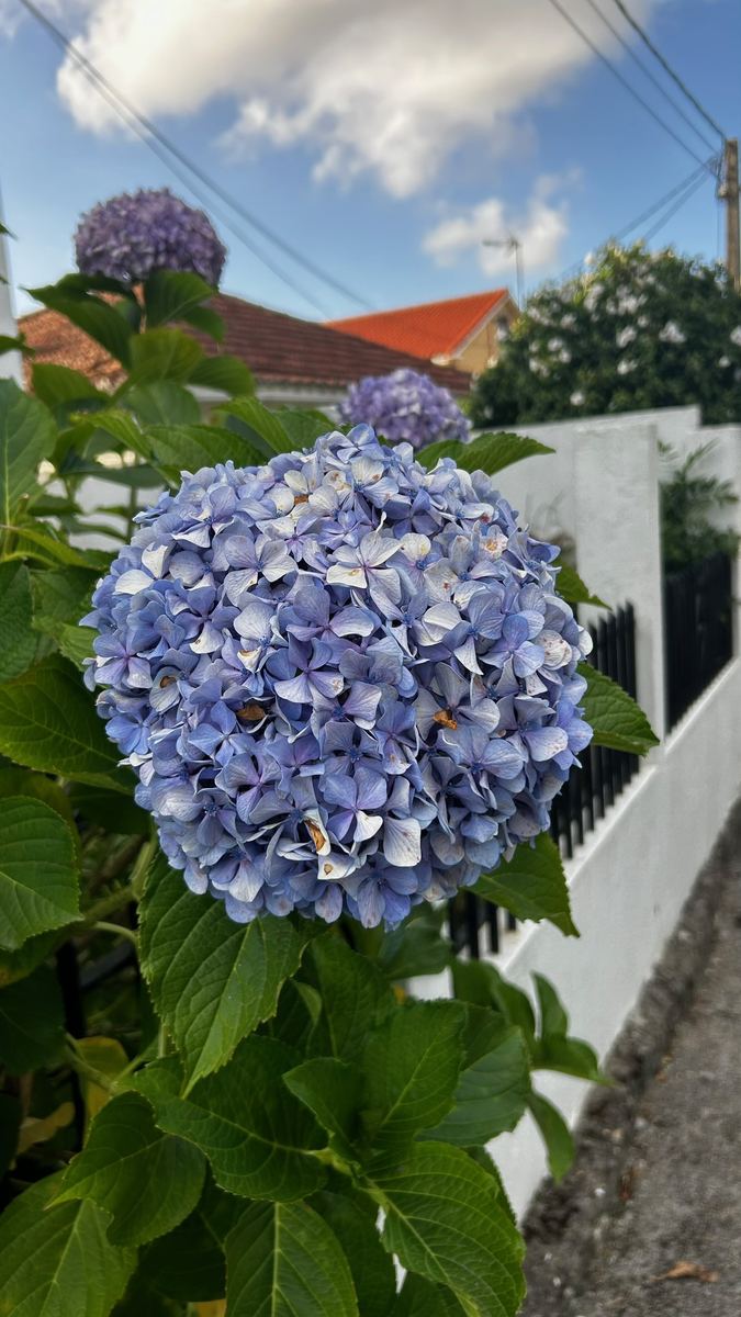 Una hortensia azul en flor